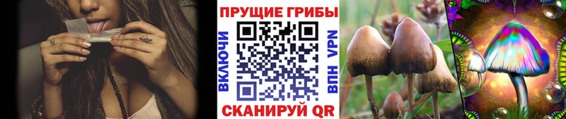 Галлюциногенные грибы Psilocybe  где продают   Новоуральск 